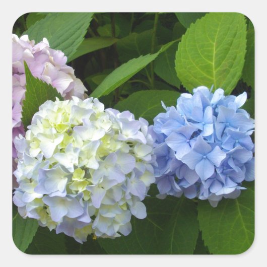Elegante roze paarse blauw Hydrangeas bloemen Vierkante Sticker (Voorkant)