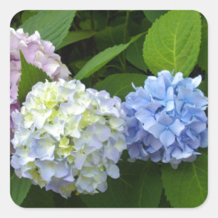 Elegante roze paarse blauw Hydrangeas bloemen Vierkante Sticker
