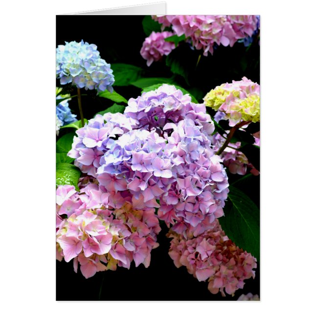 Elegante roze paarse blauwe bloemen hortensia tuin (Voorkant)
