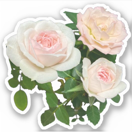 Elegante roze perzik witte rozen floraal sticker (Voorkant)