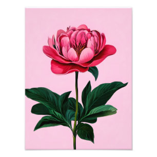 Elegante roze pioen foto afdruk