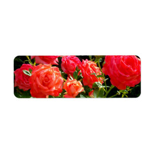 Elegante roze rode oranje florale rozen etiket