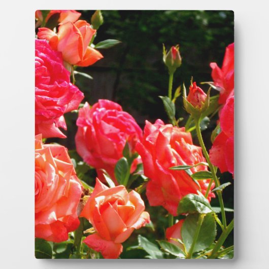 Elegante roze rode oranje florale rozen fotoplaat (Voorkant)