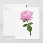 Elegante Roze Roos Bloem Briefkaart (Voorkant / Achterkant)