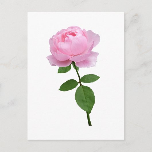 Elegante Roze Roos Bloem Briefkaart (Voorkant)