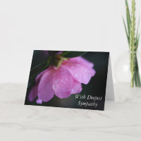 Elegante roze roos close-up w / dauw sympathie