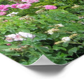 Elegante Roze Rozen Poster (Hoek)