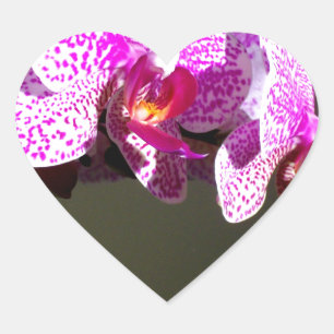 Elegante roze tropische bloemen orchideeën hart sticker