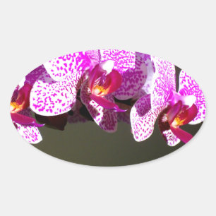 Elegante roze tropische bloemen orchideeën ovale sticker