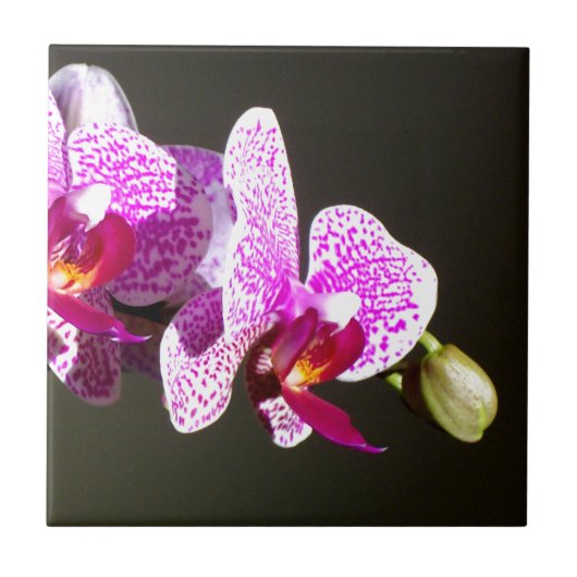Elegante roze tropische bloemen orchideeën tegeltje (Voorkant)