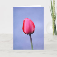Elegante Roze Tulp Lavendel Achtergrond Blank