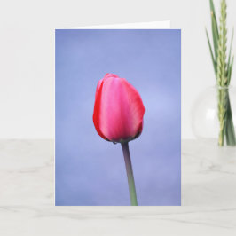 Elegante Roze Tulp Lavendel Achtergrond Blank Kaart