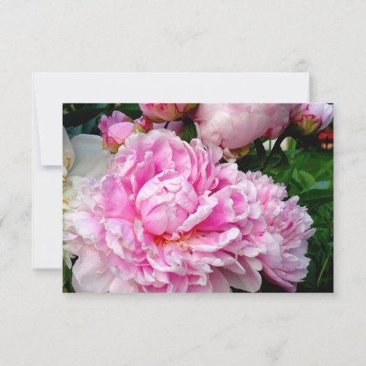 Elegante roze witte bloemenpioen RSVP (Achterkant)