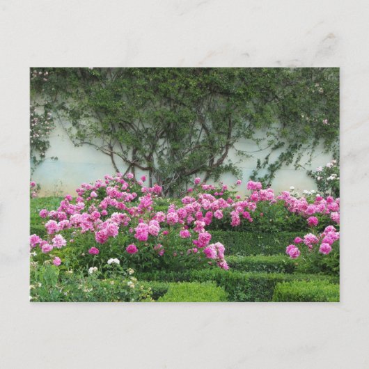 Elegante Rozen Briefkaart (Voorkant)