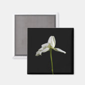 Elegante Rozen magneet (Voorkant / Achterkant)