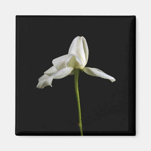 Elegante Rozen magneet (Voorkant)