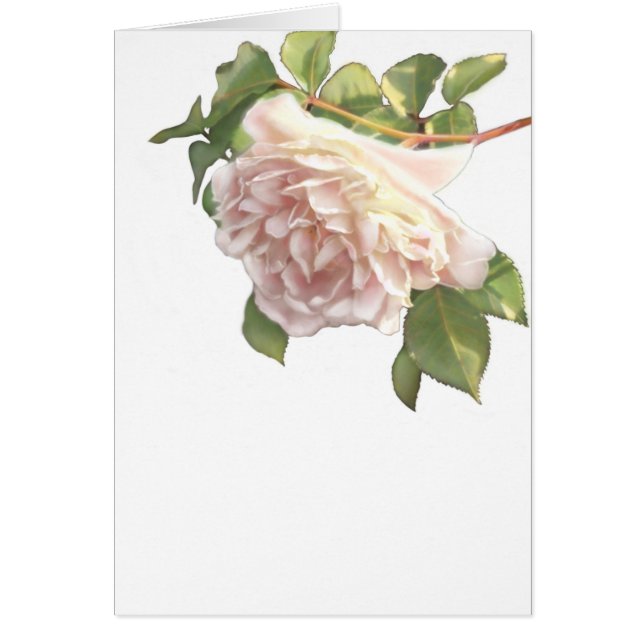 Elegante stoffige perzikkleurige oranje witte bloe (Voorkant)