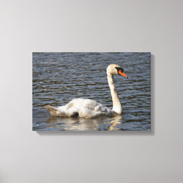 Elegante stomme zwanen bij Stanley Park Lagoon Canvas Afdruk