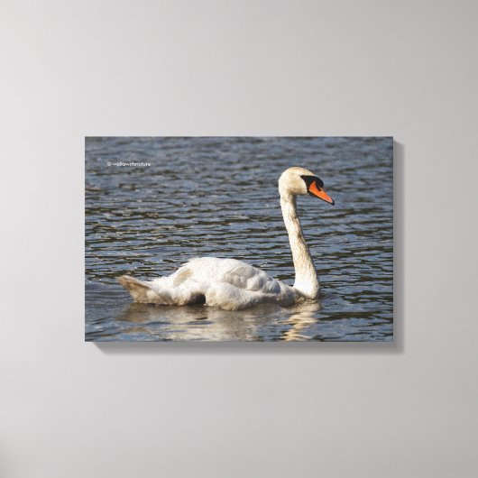 Elegante stomme zwanen bij Stanley Park Lagoon Canvas Afdruk (Voorkant)