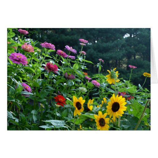 Elegante tuin zonnebloem, madeliefjes, kosmos (Voorkant Horizontaal)