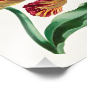 Elegante Tulp Bloem Illustratie Foto Afdruk (Hoek)