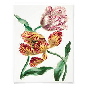 Elegante Tulp Bloem Illustratie Foto Afdruk
