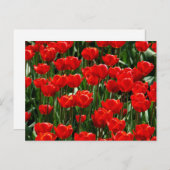 Elegante Tulp en Roos Bloemen Fotografie Briefkaart (Voorkant / Achterkant)
