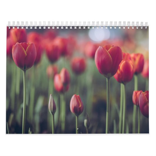 Elegante Tulp en Roos Bloemen Fotografie Kalender (Hoes)