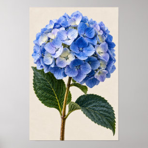 Elegante Vintage Blauwe Hortensia Botanische Muurk Poster