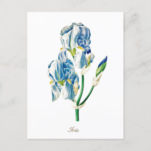 Elegante Vintage Botanische Blauwe Iris Bloem Briefkaart