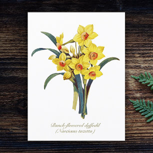 Elegante Vintage Botanische Bloemen Gele Narcissen Briefkaart