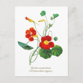 Elegante Vintage Botanische Bloemen Nasturtium Briefkaart (Voorkant)