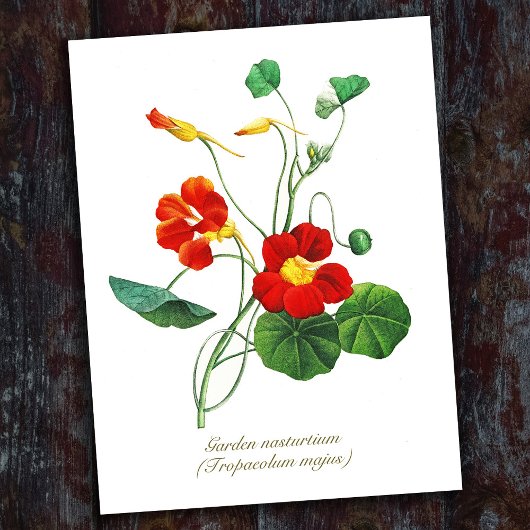 Elegante Vintage Botanische Bloemen Oostindische K Briefkaart