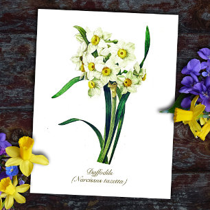 Elegante Vintage Botanische Bloemen Witte Narcisse Briefkaart