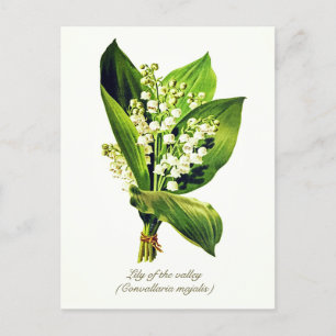 Elegante Vintage Botanische Lelietje-van-dalen Briefkaart