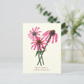 Elegante Vintage Botanische Paarse Echinacea Briefkaart (Staand voorkant)