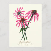 Elegante Vintage Botanische Paarse Echinacea Briefkaart (Voorkant)