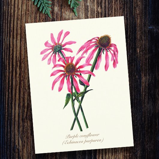 Elegante Vintage Botanische Paarse Echinacea Briefkaart