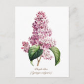 Elegante Vintage Botanische Paarse Sering Bloesem Briefkaart (Voorkant)