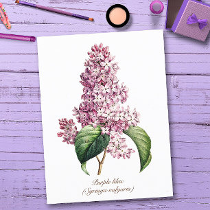 Elegante Vintage Botanische Paarse Seringbloesem Briefkaart