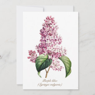 Elegante Vintage Botanische Paarse Seringbloesem Feestdagenkaart