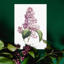 Elegante Vintage Botanische Paarse Seringbloesem Kaart