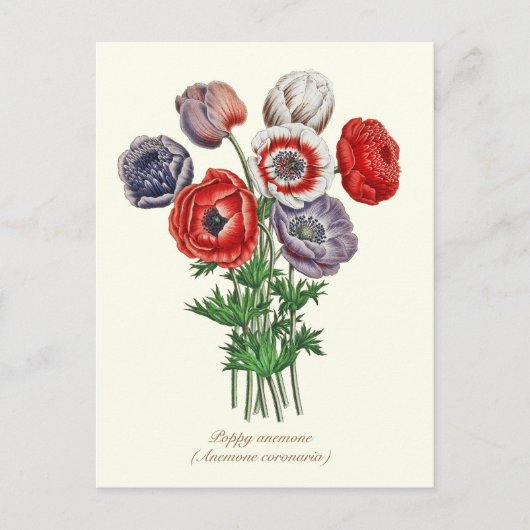 Elegante Vintage Botanische Poppy Anemone Briefkaart (Voorkant)
