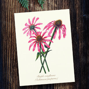 Elegante Vintage Botanische Purperen Echinacea Briefkaart