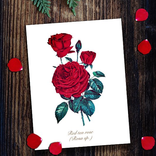 Elegante Vintage Botanische Rode Roos Bloemmotief Briefkaart