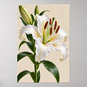 Elegante Vintage Witte Lelie Bloemige Muurkunst – Poster