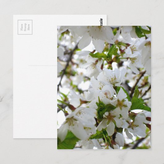 Elegante witte bloesem foto briefkaart (Voorkant / Achterkant)