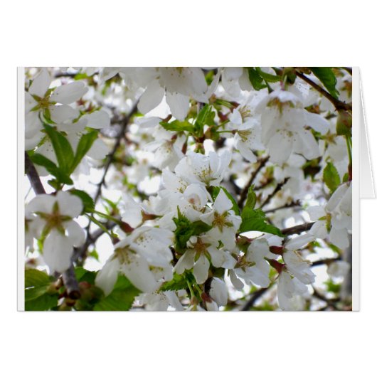 Elegante witte bloesem witte bloeiende boom (Voorkant Horizontaal)