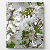 Elegante witte bloesems witte bloemen witte bloeme fotoplaat (Voorkant)