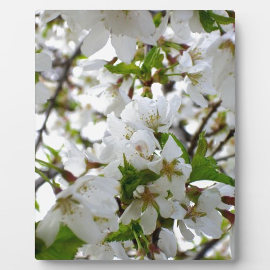 Elegante witte bloesems witte bloemen witte bloeme fotoplaat (Voorkant)